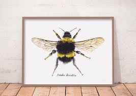 Attēlu rezultāti vaicājumam “Bombus terrestris”