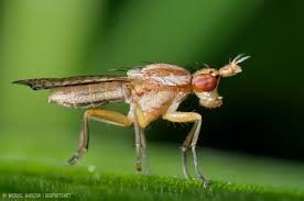 Attēlu rezultāti vaicājumam “Sciomyzidae”