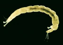 Attēlu rezultāti vaicājumam “Chironomidae larvae”