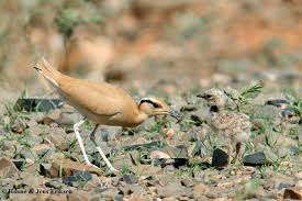 Image result for Cursorius cursor