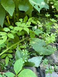 Attēlu rezultāti vaicājumam “Galium triflorum fruit”