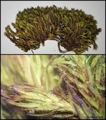 Attēlu rezultāti vaicājumam “Orthotrichum lyellii”