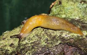 Attēlu rezultāti vaicājumam “Malacolimax tenellus”