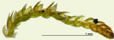 Attēlu rezultāti vaicājumam “Cephalozia bicuspidata”