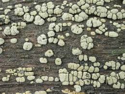 Attēlu rezultāti vaicājumam “Xylobolus frustulatus”