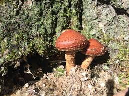 Attēlu rezultāti vaicājumam “Stropharia albocrenulata”