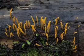 Attēlu rezultāti vaicājumam “Calocera glossoides”