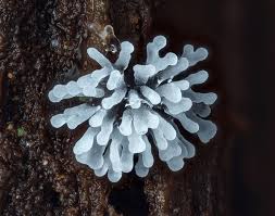 Attēlu rezultāti vaicājumam “Ceratiomyxa fruticulosa macro”