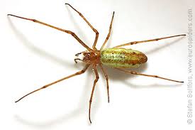 Attēlu rezultāti vaicājumam “Tetragnatha extensa”