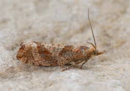 Attēlu rezultāti vaicājumam “Epinotia brunnichana”