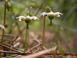 Attēlu rezultāti vaicājumam “Moneses uniflora fruit”