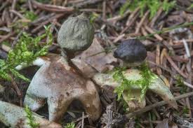 Attēlu rezultāti vaicājumam “Geastrum quadrifidum”