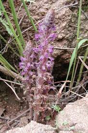 Attēlu rezultāti vaicājumam “Orobanche coerulescens flower”
