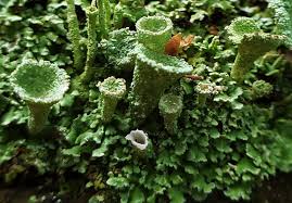 Attēlu rezultāti vaicājumam “Cladonia pyxidata”