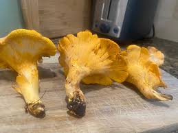 Attēlu rezultāti vaicājumam “Cantharellus lutescens”