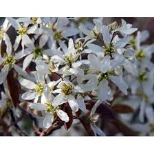 Attēlu rezultāti vaicājumam “Amelanchier canadensis”