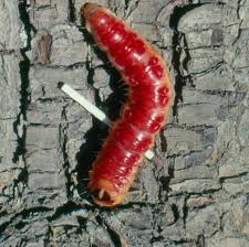 Attēlu rezultāti vaicājumam “Cossus cossus imago”