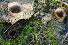 Attēlu rezultāti vaicājumam “Geopora arenicola”