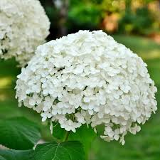 Attēlu rezultāti vaicājumam “Hydrangea arborescens flower”
