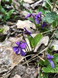 Attēlu rezultāti vaicājumam “Viola uliginosa”