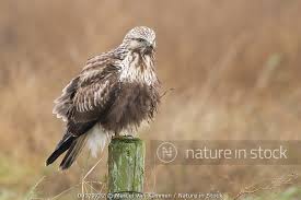 Attēlu rezultāti vaicājumam “Buteo lagopus adult”