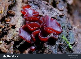 Attēlu rezultāti vaicājumam “Ascocoryne cylichnium”