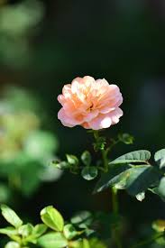 Image result for FOTO ROSA