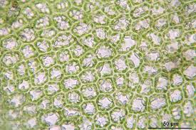 Attēlu rezultāti vaicājumam “Scapania undulata”