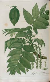 Attēlu rezultāti vaicājumam “Juglans cinerea leaf”