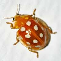 Attēlu rezultāti vaicājumam “Halyzia sedecimguttata”