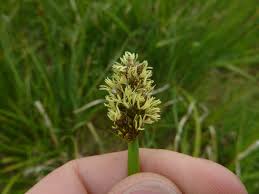 Attēlu rezultāti vaicājumam “Carex vulpina”
