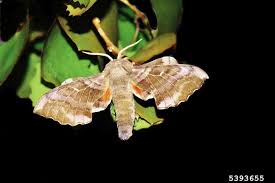 Attēlu rezultāti vaicājumam “Laothoe populi”