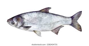 Image result for Hypophthalmichthys molitrix