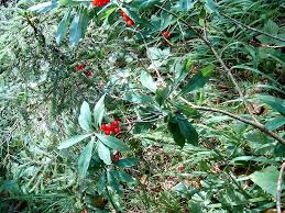 Attēlu rezultāti vaicājumam “Daphne mezereum leaf”