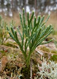 Attēlu rezultāti vaicājumam “Diphasiastrum tristachyum”