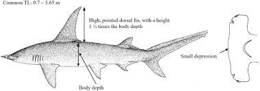 Image result for Sphyrna mokarran