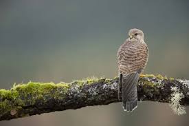 Attēlu rezultāti vaicājumam “Falco tinnunculus adult”