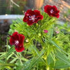 Attēlu rezultāti vaicājumam “Dianthus barbatus flower”