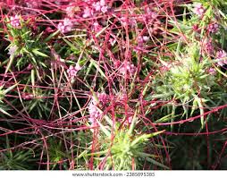 Attēlu rezultāti vaicājumam “Cuscuta europaea flower”