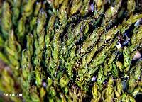 Attēlu rezultāti vaicājumam “Barbula”