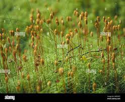 Attēlu rezultāti vaicājumam “Polytrichum commune sporophyte”