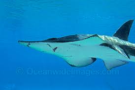 Image result for Rhynchobatus djiddensis