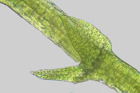 Attēlu rezultāti vaicājumam “Cephaloziella elachista”