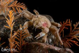 Image result for Hyas araneus