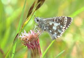 Attēlu rezultāti vaicājumam “Pyrgus serratulae upperside”