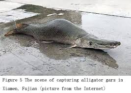 Image result for Garstang A S C