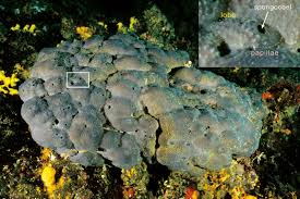 Attēlu rezultāti vaicājumam “Spongia”