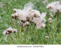 Attēlu rezultāti vaicājumam “Cirsium x rigens flower”