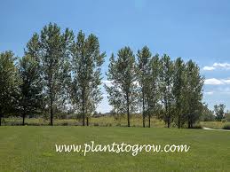 Attēlu rezultāti vaicājumam “Populus x lettland”