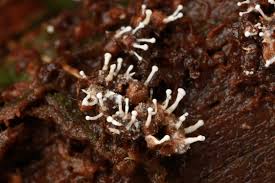 Attēlu rezultāti vaicājumam “Colloderma oculatum plasmodium”